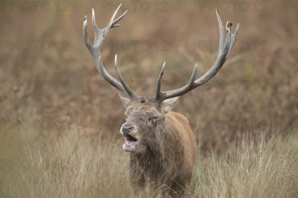 Red deer (Cervus elaphus) adult male stag animal roaring with its mouth open during the rutting season in autumn, England, United Kingdom