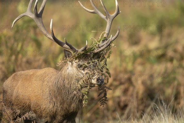 Red deer (Cervus elaphus) adult male stag animal with bracken on its head during the rutting season in autumn, England, United Kingdom