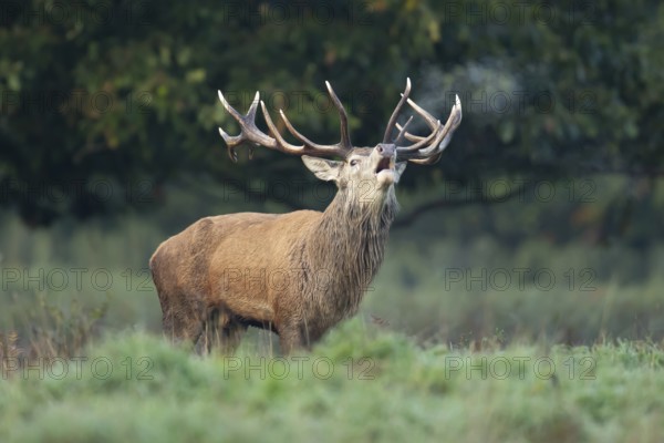Red deer (Cervus elaphus) adult male stag animal roaring with its mouth open during the annual rut in autumn, England, United Kingdom