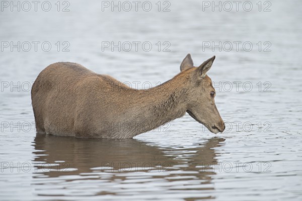 Red deer (Cervus elaphus) adult female doe animal standing in water in autumn, England, United Kingdom