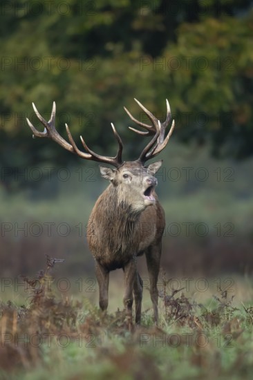 Red deer (Cervus elaphus) adult male stag animal roaring with its mouth open during the rutting season in autumn, England, United Kingdom