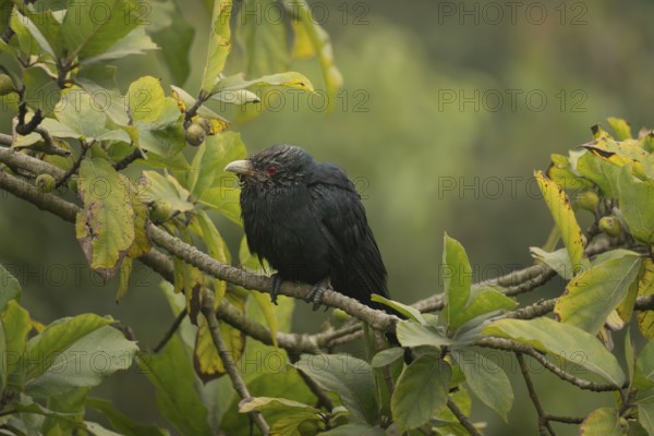 A male Asian koel (Eudynamys scolopaceus) on a tree branch, Sreepur, Gazipur, Bangladesh
