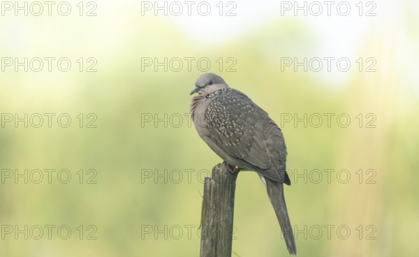 A Spotted dove or eastern spotted dove (Spilopelia chinensis), Sreepur, Gazipur, Bangladesh