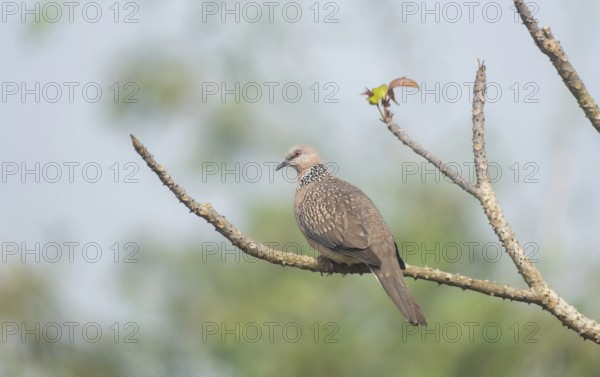 Spotted dove or eastern spotted dove (Spilopelia chinensis) on a tree branch, Sreepur, Gazipur, Bangladesh