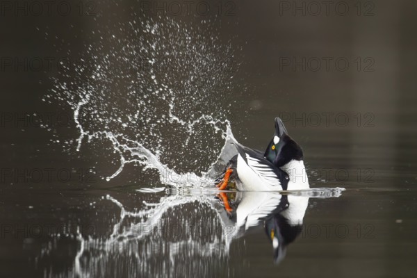 Courting goldeneye (Bucephala clangula), Ahlhorn, Lower Saxony, Germany
