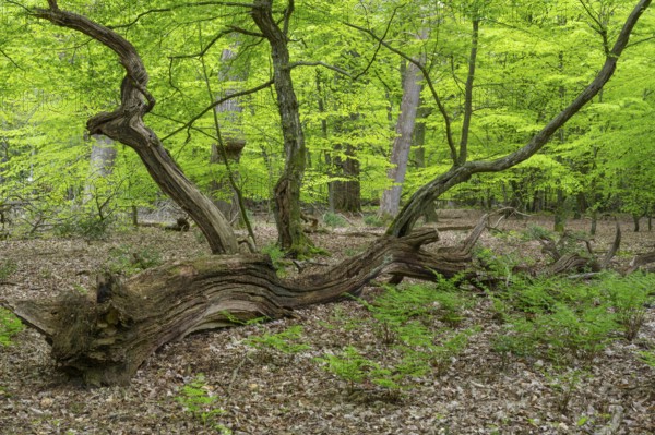 Spring in the Baumweg jungle, Emstek, Lower Saxony, Germany