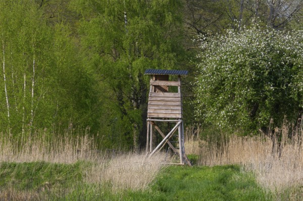 High seat with blooming apple trees at the Ahlhorn fish ponds, Ahlhorn, Lower Saxony, Germany