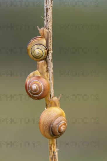 Groin banded snails on a stalk, Ahlhorn, Lower Saxony, Germany