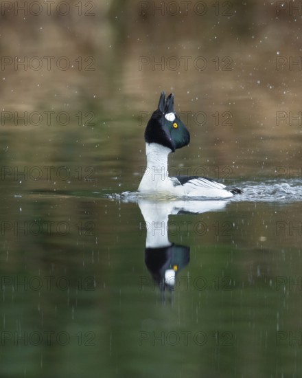 Courting goldeneye (Bucephala clangula), Ahlhorn, Lower Saxony, Germany