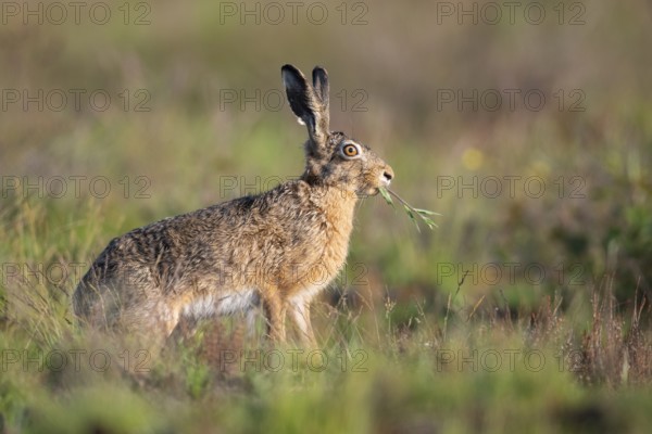 European hare (Lepus europaeus), Faßberg, Lower Saxony, Germany