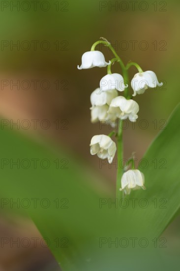 Lily of the valley (Convallaria majalis), Damme, Lower Saxony, Germany