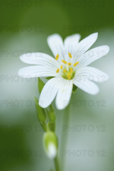 Greater stitchwort (Stellaria holostea), Dötlingen, Lower Saxony, Germany