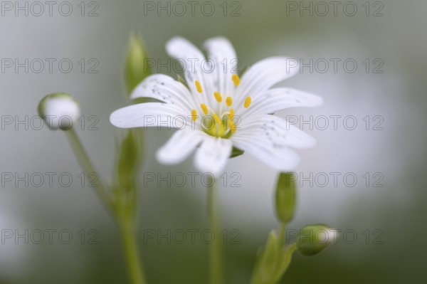 Greater stitchwort (Stellaria holostea), Dötlingen, Lower Saxony, Germany
