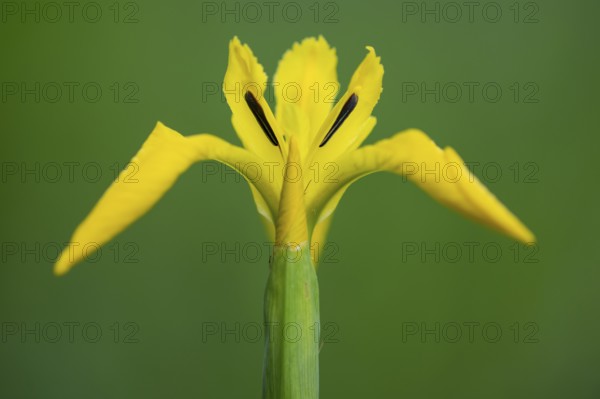 Flower of the marsh iris (Iris pseudacorus), Dötlingen, Lower Saxony, Germany