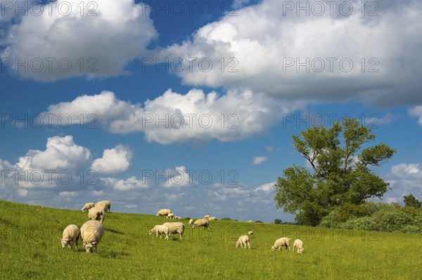 Sheep on the dike near Holler Siel, Holle, Hude, Lower Saxony, Germany