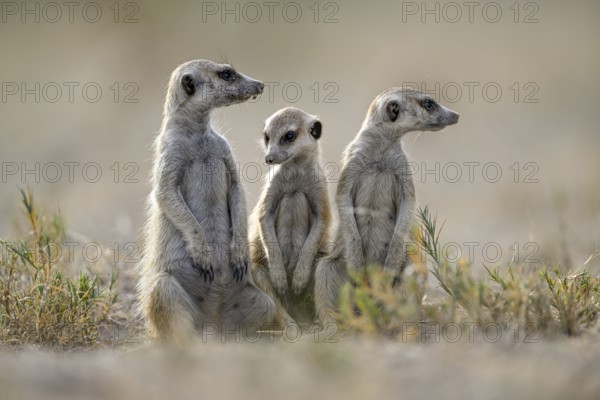 Meerkats or suricates (Suricata suricatta), Makgadikgadi Salt Pans, Makgadikgadi Pans National Park, Central District, Botswana