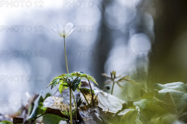 Wood anemone (Anemone nemorosa) in a wooded area with a blurred, natural background, Melle, Lower Saxony, Germany