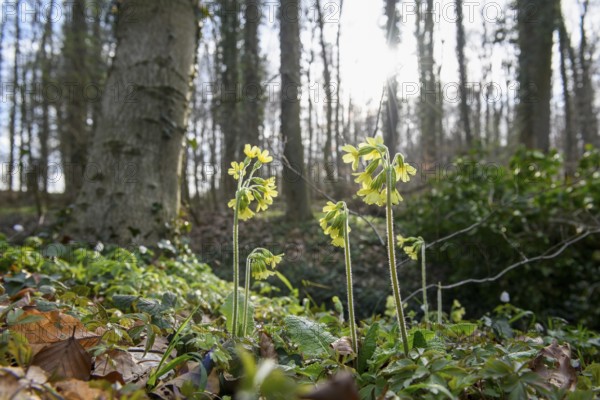 Yellow spring flowers True oxlip (Primula elatior) bloom in the light-flooded forest, Sondermühlen, Melle, Lower Saxony, Germany