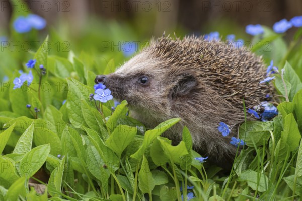 Cute hedgehog, brown-breasted hedgehog (Erinaceus europaeus) in the garden, Vechta, Lower Saxony, Germany