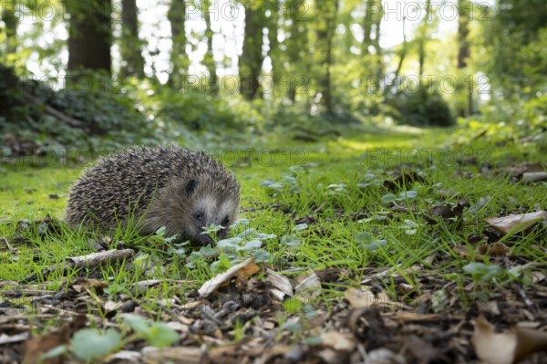 Hedgehog (Erinaceidae) on the forest floor, Cloppenburg, Lower Saxony, Germany