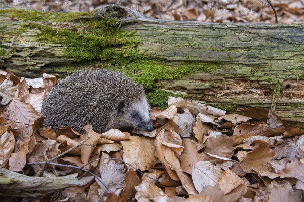 Hedgehog (Erinaceidae) on the forest floor looking for winter quarters, Cloppenburg, Lower Saxony, Germany