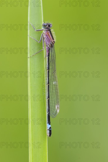 Blue-tailed damselfly (Ischnura elegans), Ahlhorn, Lower Saxony, Germany