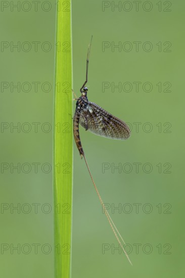 Ephemera danica or Danish mayfly (Ephemera danica), Ahlhorn, Lower Saxony, Germany