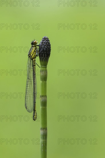 Red-eyed Damselfly (Erythromma najas), Ahlhorn, Lower Saxony, Germany