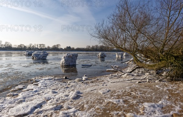 Ice skating on the Elbe with small icebergs on the water and on the banks of the Elbe Island near Geesthacht on a cold winter day. Geesthacht, Schleswig-Holstein, Germany