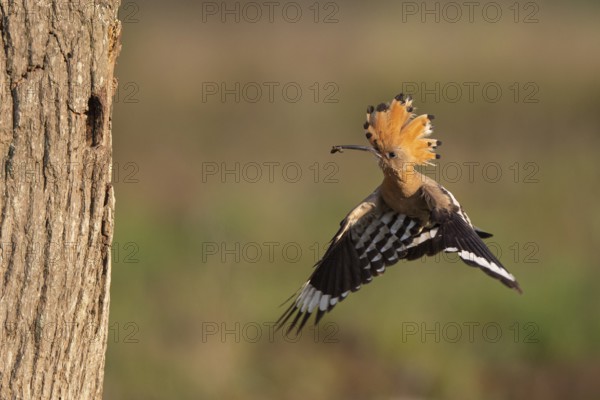 Hoopoe in flight (Upupa epops), Faßberg, Lower Saxony, Germany