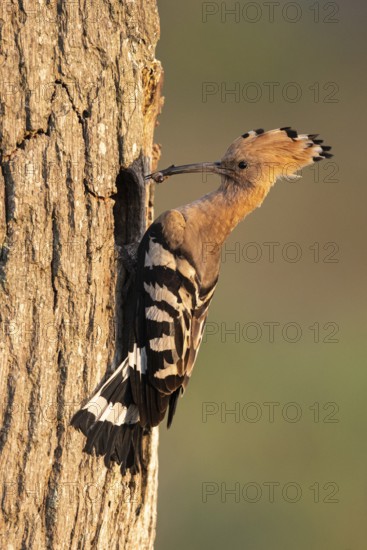 Hoopoe (Upupa epops), Faßberg, Lower Saxony, Germany