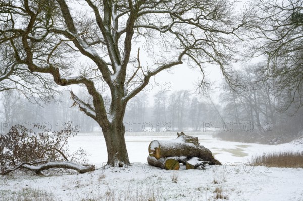 Hunte meadow with oaks (Quercus) in winter, Ostrittrum, Lower Saxony, Germany