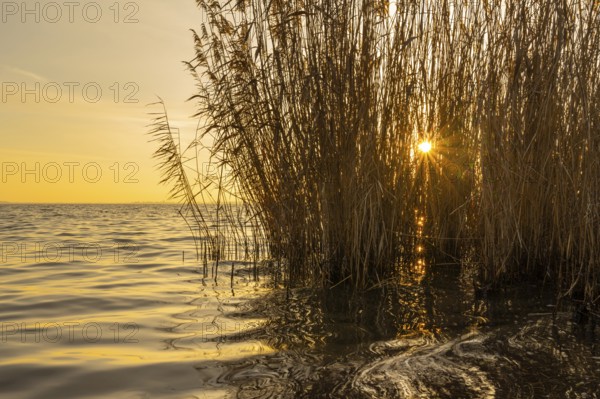 Reeds on the banks of Dümmer, Lembruch, Lower Saxony, Germany
