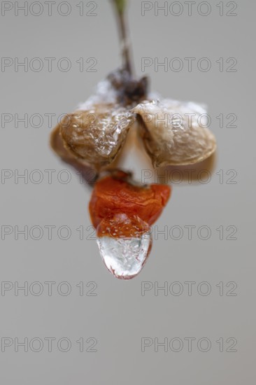 Peacock coneflower (Euonymus europaeus) in Barneführer Holz, Hatten, Lower Saxony, Germany