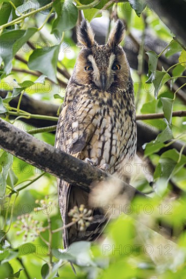 Long-eared owl (Asio otus), Damme, Lower Saxony, Germany