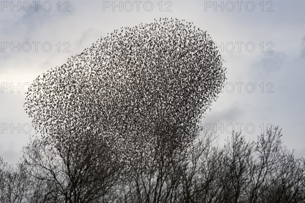 Starenschwarm am Dümmer, Hüde, Lower Saxony, Germany