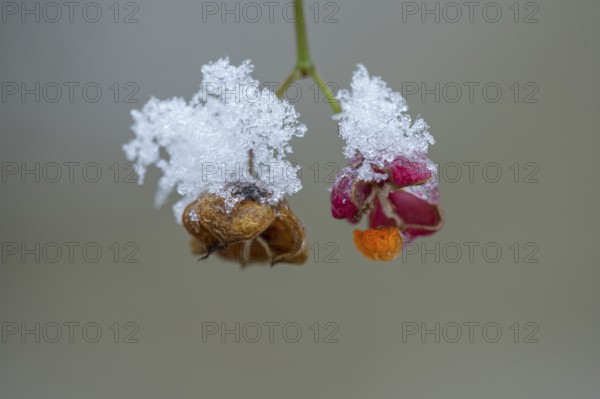 Peacock coneflower (Euonymus europaeus) in Barneführer Holz, Hatten, Lower Saxony, Germany