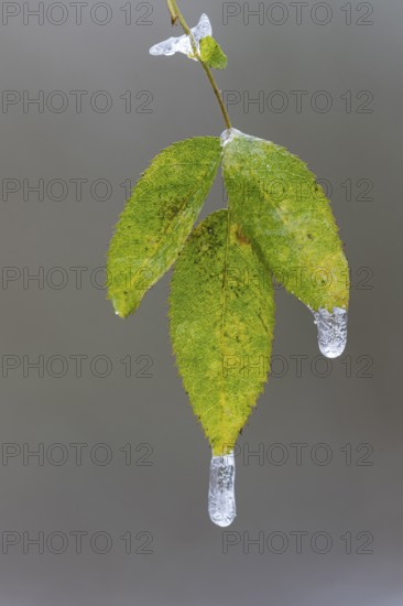 Freezing rain on a leaf in Barneführer Holz, Hatten, Lower Saxony, Germany