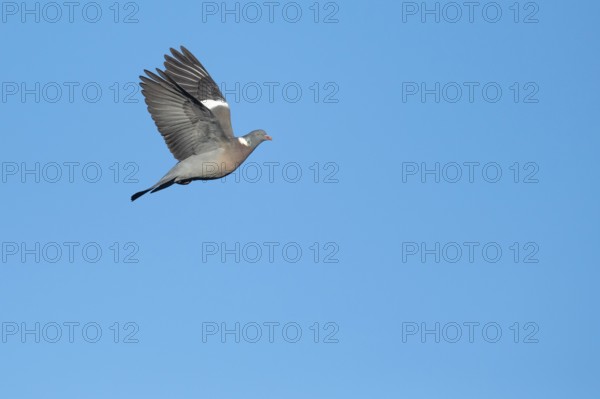 Woodpigeon (Columba palumbus) in flight against a blue sky, Hanover, Lower Saxony, Germany