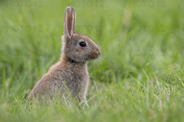 Attentive wild rabbit (Oryctolagus cuniculus), Vechta, Lower Saxony, Germany