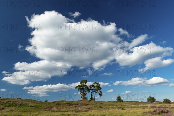 Flowering heather (Calluna vulgaris), heathland in De Hoge Veluwe National Park, Hoenderloo, Gelderland, Netherlands
