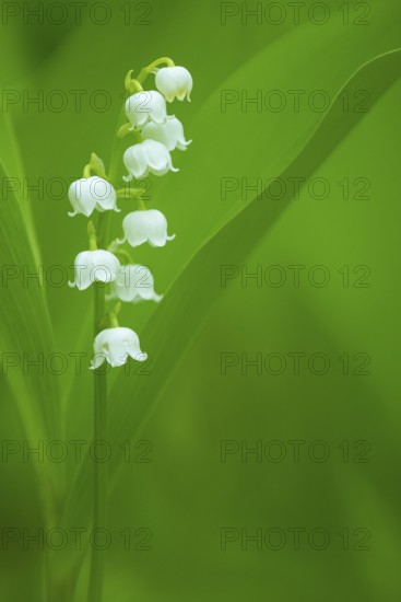 Flowering lily of the valley (Convallaria majalis), Damme, Lower Saxony, Germany