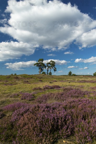 Flowering heather (Calluna vulgaris), heathland in De Hoge Veluwe National Park, Hoenderloo, Gelderland, Netherlands