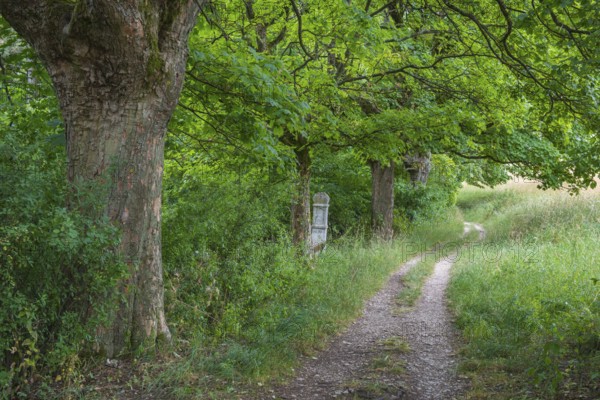 Tree and path on the mountain near Eichstätt, Eichstätt, Bavaria, Germany