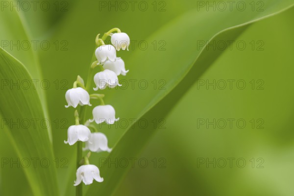Flowering lily of the valley (Convallaria majalis), Damme, Lower Saxony, Germany