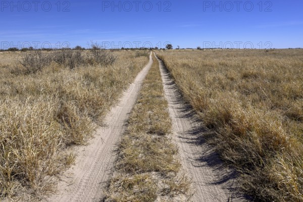 Lane on the way to Baines Baobabs, Nxai-Pan National Park, near Gweta, Central District, Botswana