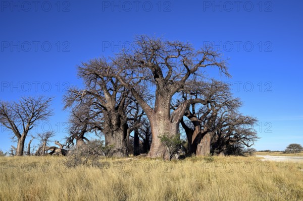 Baines Baobabs, baobab or baobab trees (Adansonia digitata), Kudiakam Pan, Nxai Pan National Park, near Gweta, Central District, Botswana