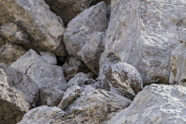 Rock ptarmigan (Lagopus muta), close-up, female stands perfectly camouflaged by the grey plumage between rocks in the Alps, Bavaria, Germany