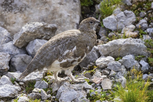 Rock ptarmigan (Lagopus muta), close-up, female walking between rocks, scree and sparse green vegetation in the Alps, Bavaria, Germany