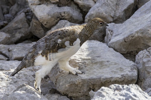 Rock ptarmigan (Lagopus muta), close-up, male walking between rocks in the Alps, Bavaria, Germany